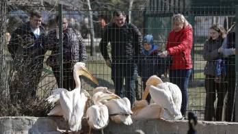 Varias personas observan los de pelícanos