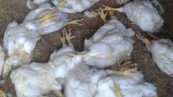 Decenas de animales amanecieron muertos en los criaderos.