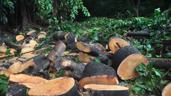 Hay sanciones aplicables para quienes osen violar la ley que protege los recursos forestales de Panamá.