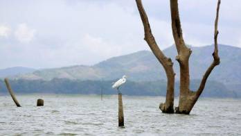 Lagos Gatún y Alhajuela continúan por debajo de sus niveles óptimos
