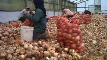 Agricultores temen que cierre de Aupsa ponga en riesgo la producción nacional