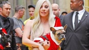 $500 mil de recompensa por los dos perros que le han robado