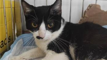 El maltrato a los animales es un problema social.