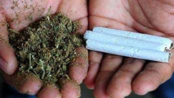 Venta de productos a base de cannabis no están autorizados