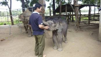 Gold es uno de los escasos bebés elefante en Vietnam.