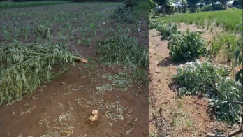 ¡Canallada! Le cortan los palos de guandú a humilde agricultor