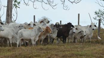 Disminuye suministro de leche cruda, según ganaderos