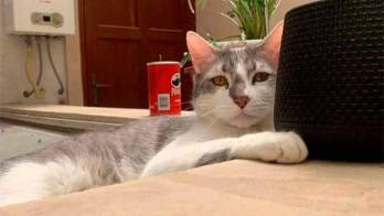 Veinte abogados defenderán a gato que fue extraviado por aerolínea boliviana