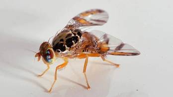 La Ceratitis capitata es una de las principales plagas agrícolas del mundo y afecta frutas y hortalizas