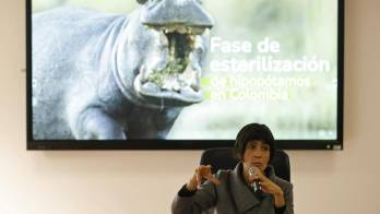 Gobierno colombiano comenzará a esterilizar hipopótamos de Pablo Escobar