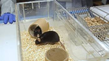 Ensayo en ratones sugiere que el cannabidiol evita replicación del SARS-CoV-2