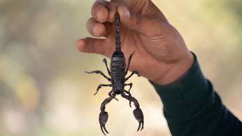 El estudio revela que el veneno de alacranes panameños puede causar daños en el páncreas, corazón, músculos y riñones.