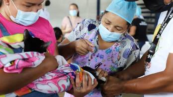 Esterilizan perros y gatos de Pacora