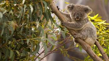 Reforestar con drones, un plan piloto para salvar a los koalas en Australia