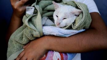 Perros y gatos serán beneficiados con esterilizaciones a bajo costo&nbsp;