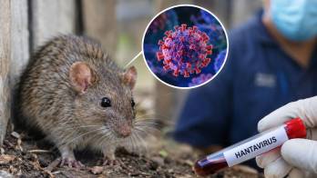 Las autoridades sanitarias recuerdan que el hantavirus está relacionado con roedores infectados y recomiendan seguir las orientaciones oficiales de prevención.