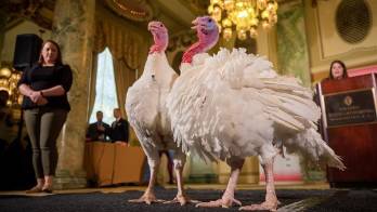 Bread y Butter, los pavos futboleros que esperan el indulto de Trump