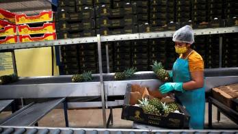 Una mujer trabaja en el empaque de piñas en La Arenosa, Panamá Oeste (Panamá), en una fotografía de archivo.