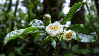 Los hallazgos se dieron en bosques nubosos tropicales.