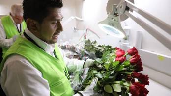 Colombia y el reto de exportar 600 millones de flores por San Valentín
