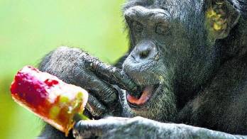 ¡Modifican legislación!&nbsp;El Reino Unido prohibirá tener primates como mascotas