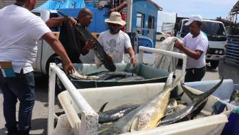 Mil 500 libras de pescado dorado fueron decomisadas
