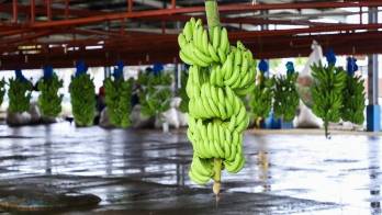 Sindicato de bananeros declara huelga indefinida