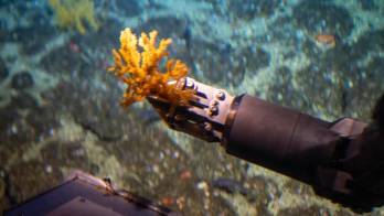 Especies en peligro avistadas en una inédita expedición a la Cordillera de Coiba