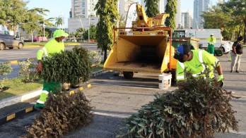Evite arrojar los arbolitos a los camiones compactadores.
