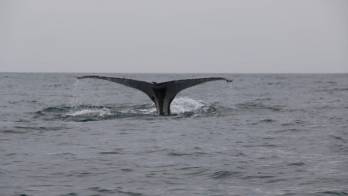 Canal de Panamá delimita tráfico y velocidad de buques para cuidar ballenas
