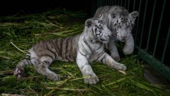 El Zoológico de Nicaragua acoge dos crías del amenazado tigre blanco