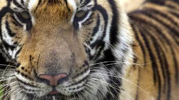 La nueva vida de once tigres abandonados por la covid en un zoo de Tailandia