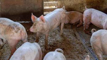 El sector porcino creció más de un 25%, según la Asociación de Porcicultores Unidos de Panamá.