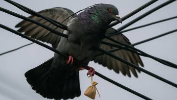 Quedó atrapada en un tendido cerca del penal. Se han registrado ocho casos en seis meses cerca de la cárcel de Coronda.