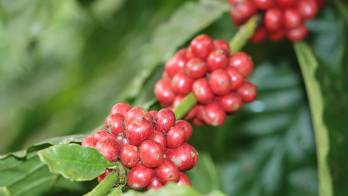 Se trata de la fracción arancelaria 0901.11.30.00.00, denominada café oro.