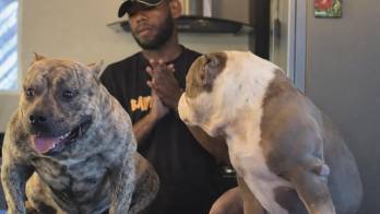 Josué Alarcón, dueño de los perros, denunció que sus mascotas murieron por asfixia y calor tras permanecer varias horas dentro de un vehículo.