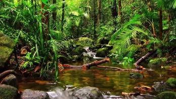 Panamá cuenta con bosques tropicales en las vertientes Atlántica y Pacífica, en provincias como Darién, Colón, Coclé, Chiriquí, Veraguas, Bocas del Toro, Los Santos y Panamá.