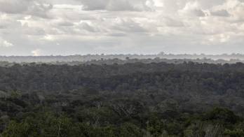 Fotografía de archivo que muestra la selva amazónica en la reserva forestal Adolpho Ducke en la ciudad de Manaos (Brasil).