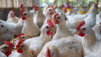 En enero de 2029, los aranceles del muslo de pollo caerán al 0%.