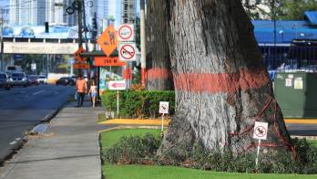 Advierten que la tala masiva de árboles en Vía España podría borrar parte de la historia urbana de la ciudad.