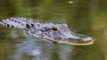 Los inmigrantes detenidos en ‘Alligator Alcatraz’ denunciaron condiciones “infrahumanas”.
