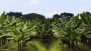 Plantaciones de banano en Bocas del Toro.