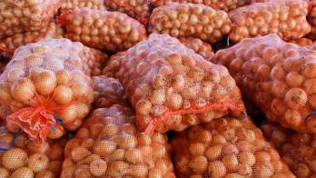Cebolleros en Chiriquí anticipan aumento de precios