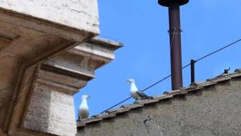 Dos gaviotas al lado de la chimenea de la Capilla Sixtina en el segundo día del cónclave para elegir un nuevo papa en la Ciudad del Vaticano, el 8 de mayo de 2025.