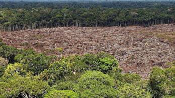 Árboles talados en la selva amazónica (Brasil).