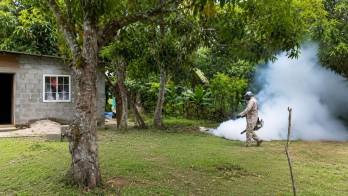 Se recomienda fumigar, limpiar los alrededores de las viviendas, y evitar la acumulación de basura.