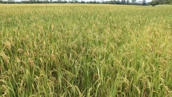 La preocupación por el abastecimiento de arroz llegó a la mesa del Gobierno.