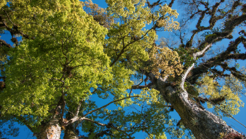 Costa Rica y PNUD lanzan un proyecto para sembrar 200.000 árboles