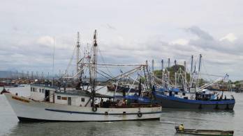 Con el zarpe de 60 embarcaciones, Panamá comienza a movilizar su principal producto de exportación.