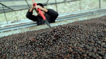 Panamá participa por primera vez en Gulfood, gran feria gastronómica de Dubái